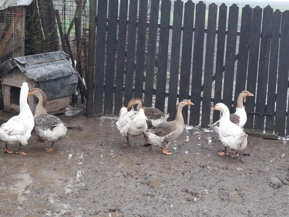 Oua proaspete de gasca