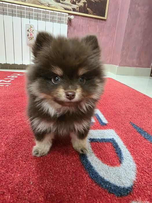 Pomeranian fetita