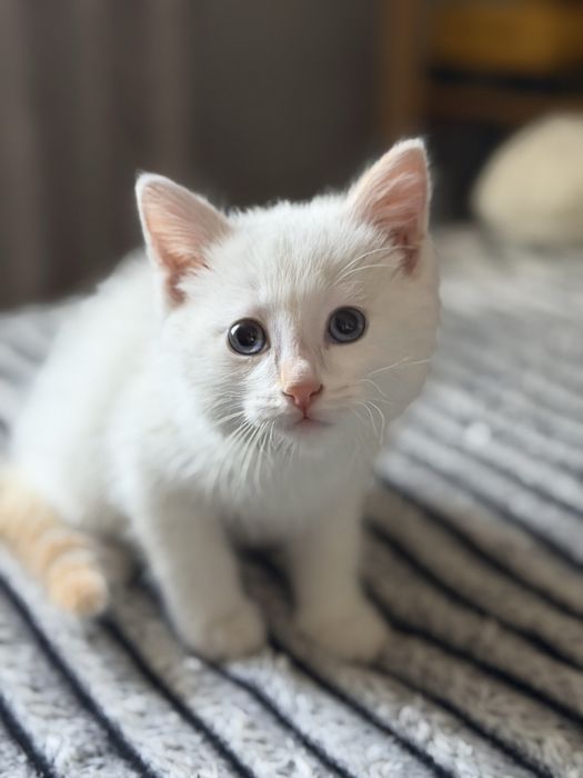 Отдам котенка в добые руки