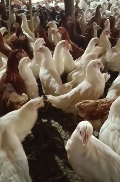 Свободни ярки бял легхорн и ломан Браун пред пронасяне