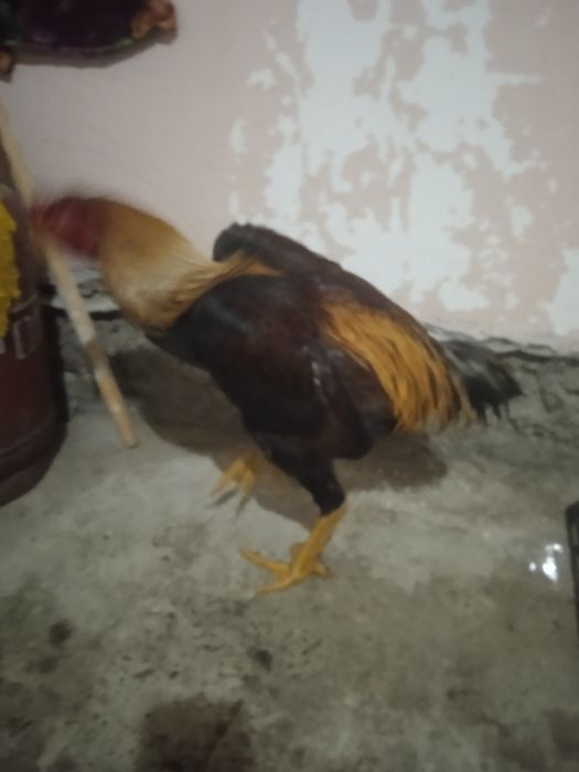 Хуроз сотилади зур