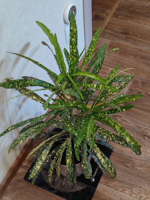 Кротон красивый.