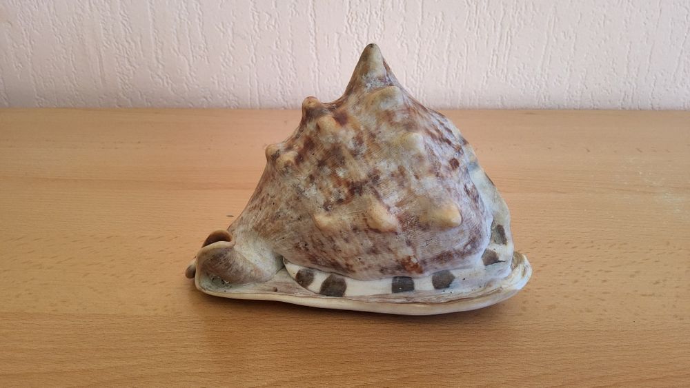 Автентични рапани от Атлантическия океан