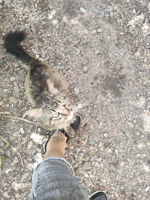 Отдаю бесплатно кота
