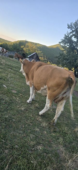 Vand vaca gestanta