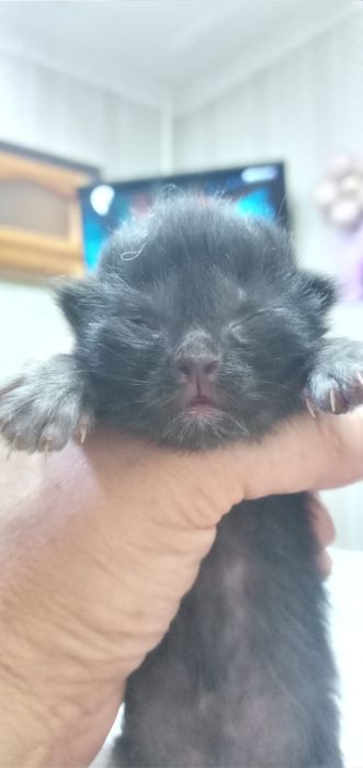 Skotish qiz  mushuk sotiladisotilasi