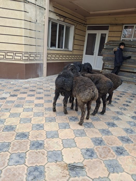 Тоқты  Қошқарлар Бар