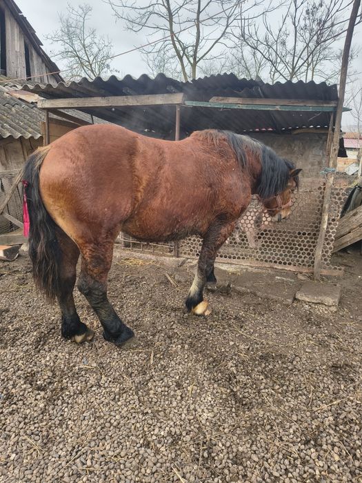 Vând mânz de un an jumate preț 2000euro