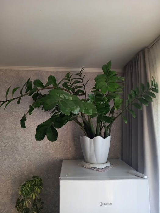 Продам Замиокулькас