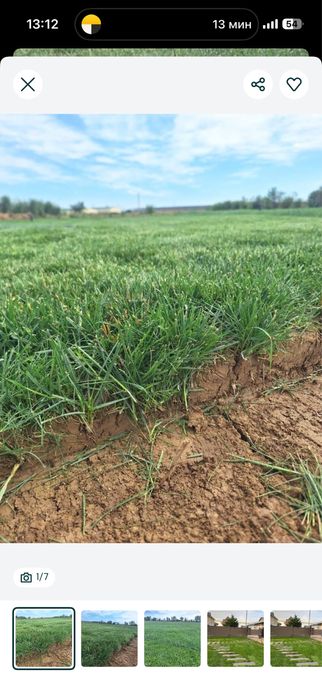 Газон дайын жерге койылатын