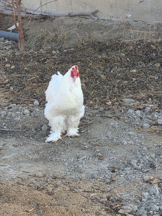 Брама белый гигант хурозла сотилади