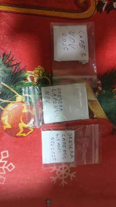 Sarracenia  Ultimo Impero, plantă carnivoră+pachet semințe D.Capesnsis