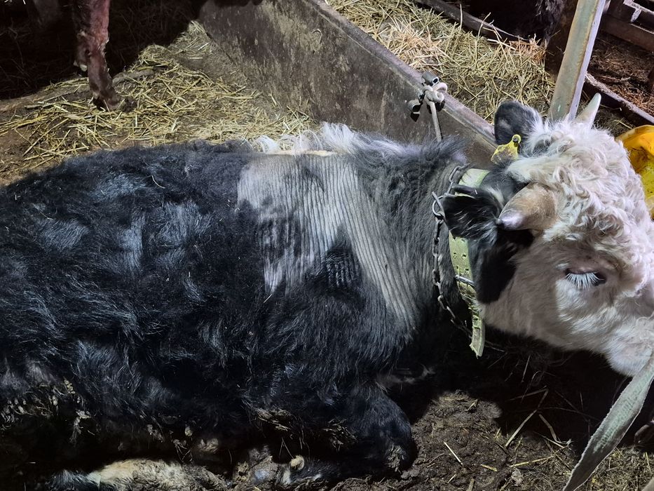 Продам два быка на развод