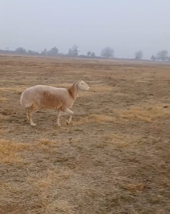 Avgon tozza zodli qoy sotiladi