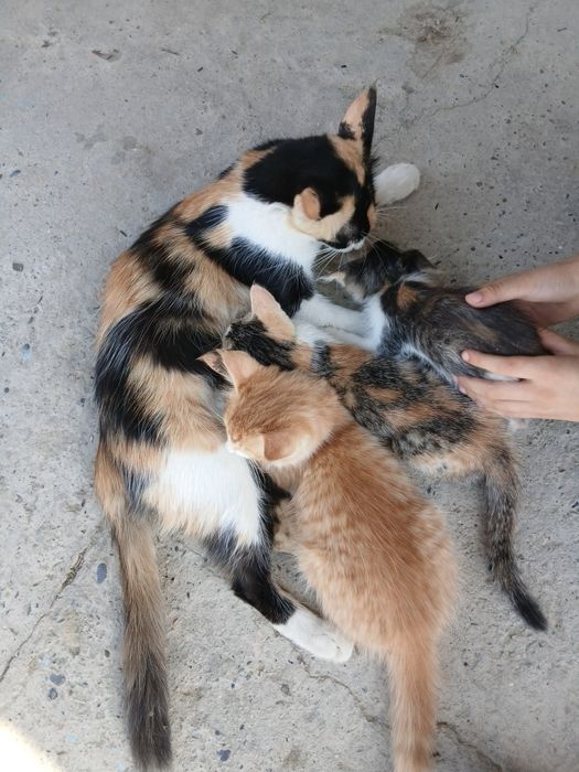 Mushuk bolalari bilan mehribon qoʻllarga beriladi
