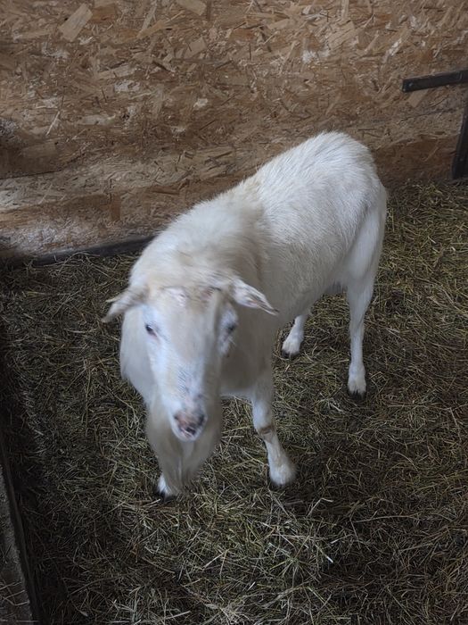 Țapi Saanen de vanzare