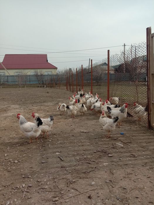 Адлер тауықтары.