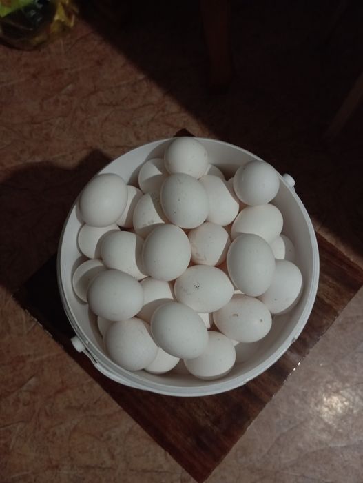 Продам домашнее яйцо