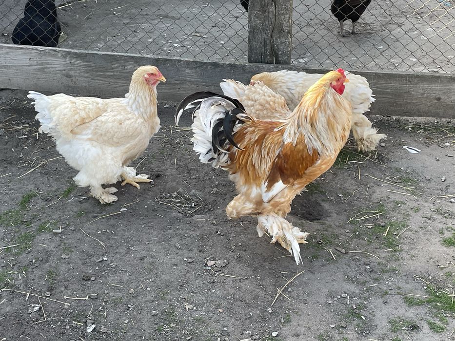 Familie de găini Brahma Lemon