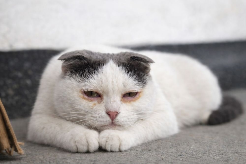 Шотландская вислоухая мама (1 год) и 2 котенка