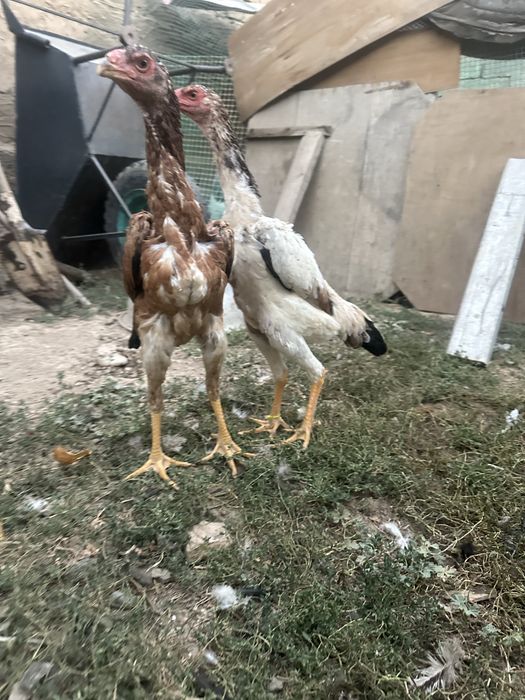Бойцовый куры Шамо микс