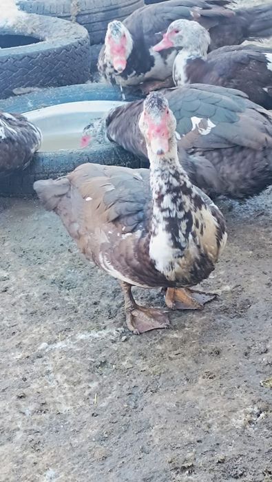 Селезень индоутки на племя