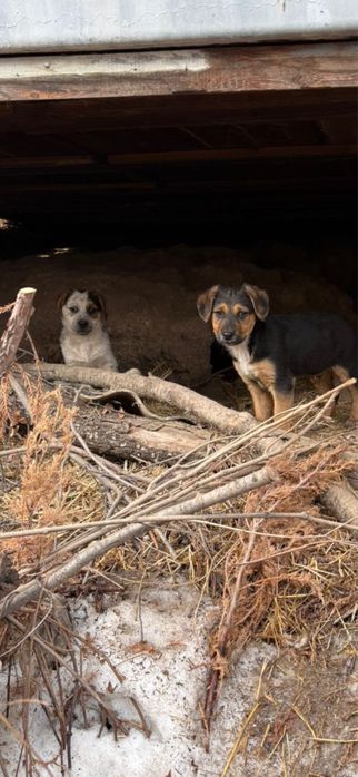 Отдам щенят в хорошие руки