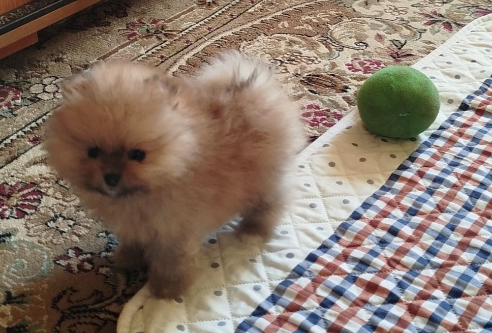 Девочка померанского шпица