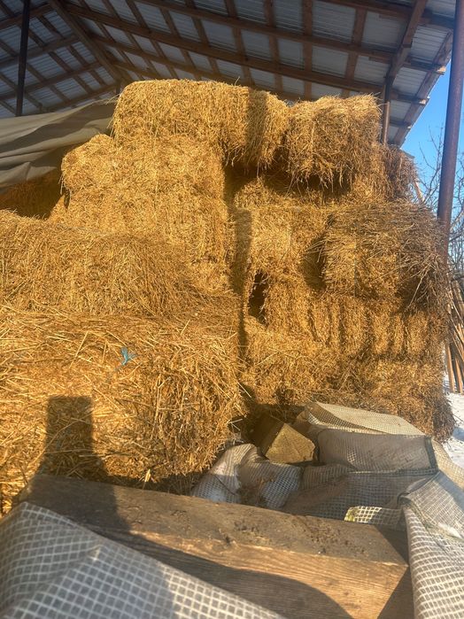 Vând baloți de lucernă