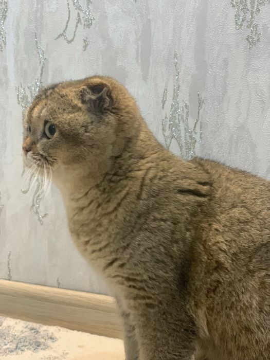 Скотиш фолд (шотландский вислоухий)