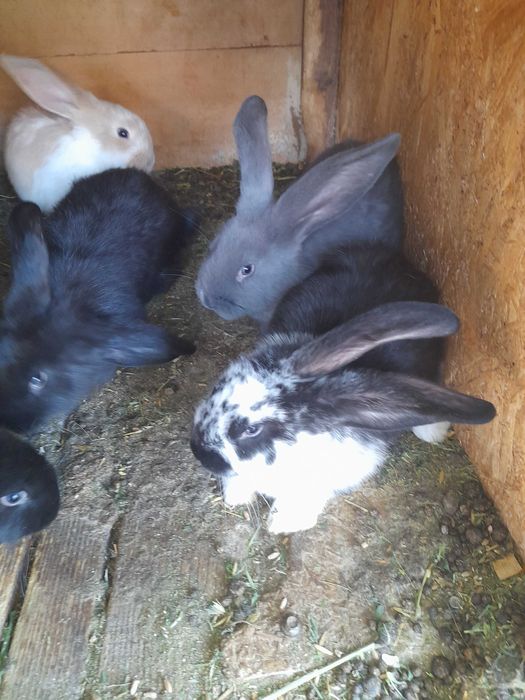 De vânzare iepurași