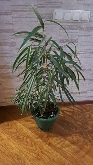 Цветы  комнатные