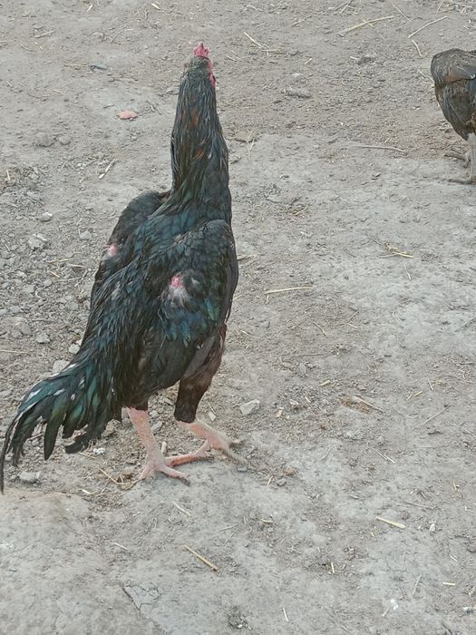 Dakan xoʻroz sotiladi