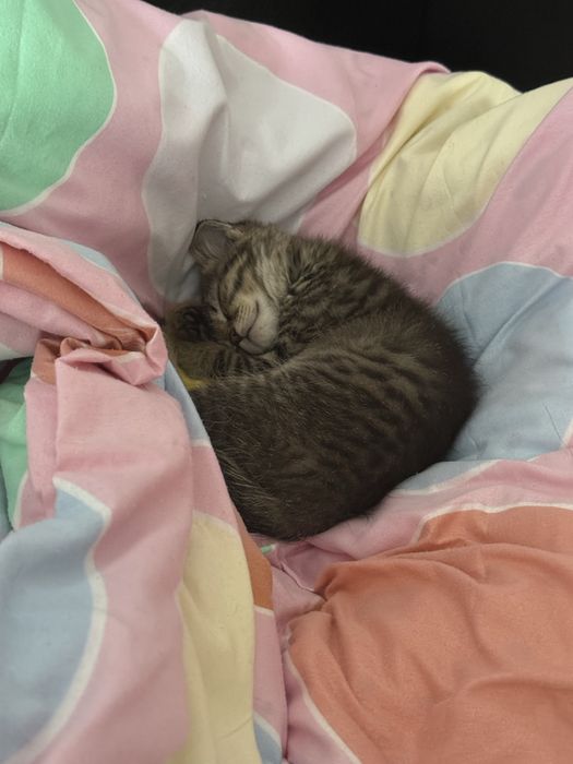 Продам котенка, мальчик, 2.5 месяца