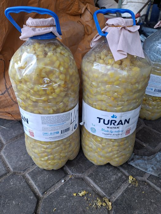 Продам кукурузу сухая
