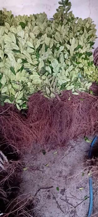 Vând Laur englezesc