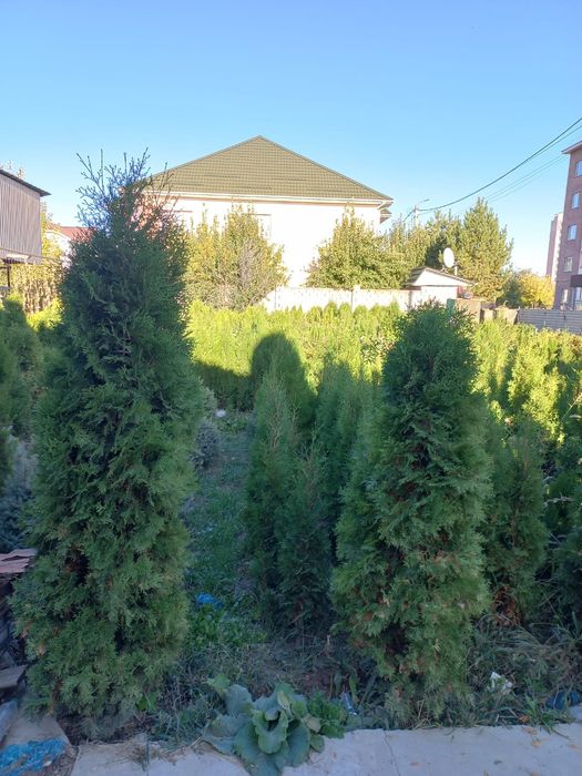 продам саженцы туи