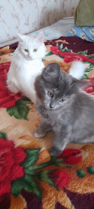 Отдам даром котят