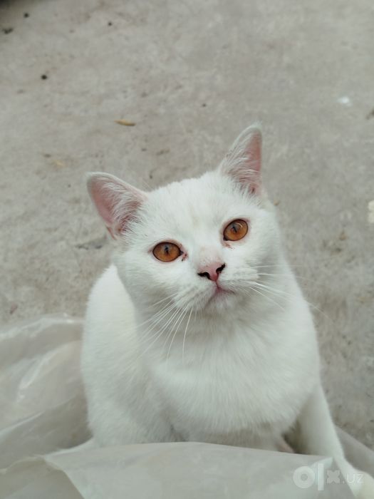 Котенок 8 месяцев британец
