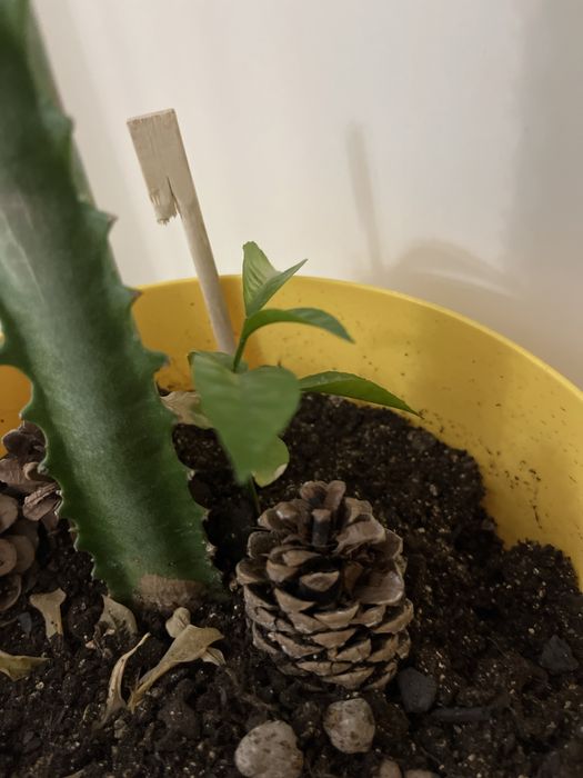 Молочай взрослый