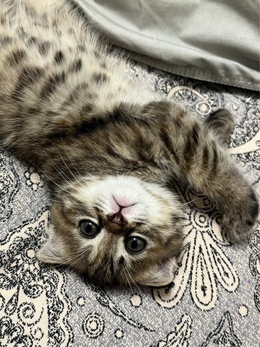 Котята девочка и мальчик веслоухие