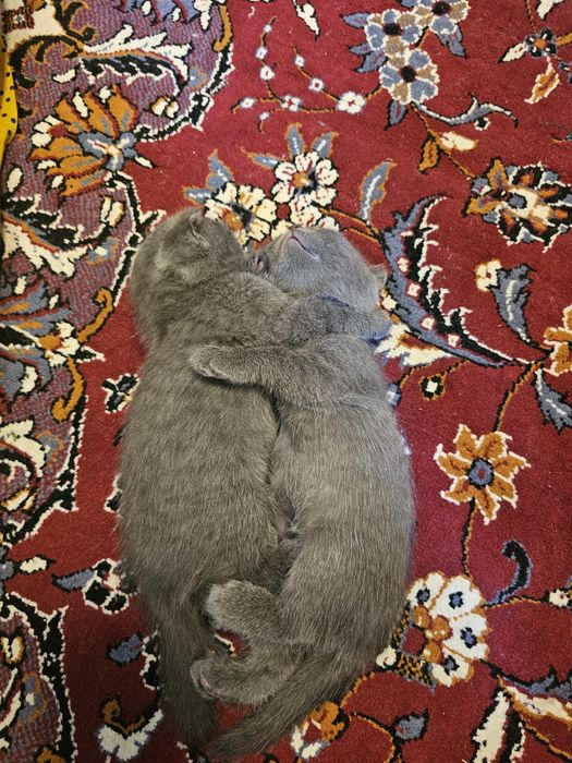 Скотиш фолд 4 кошки