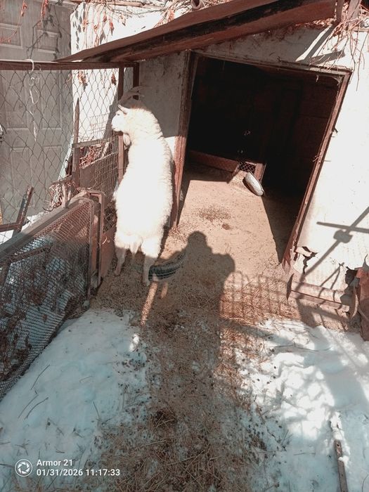 Продам козу, было 2 акота