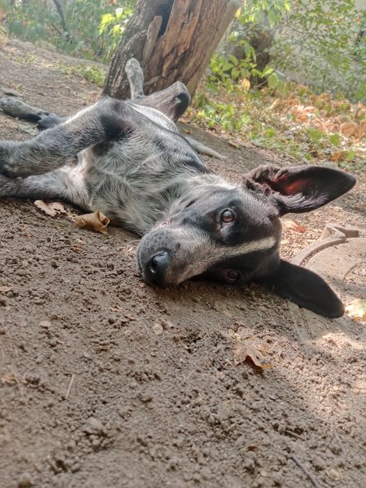 Собачки в поисках дома