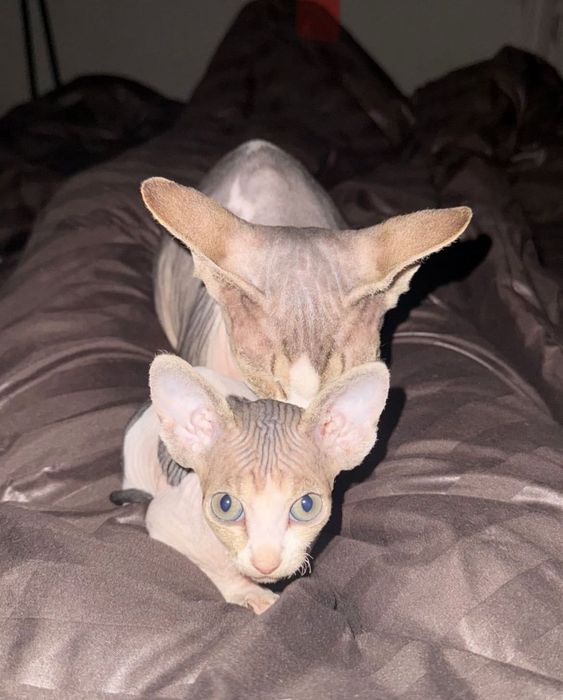 Кошка Сфинкс девочка