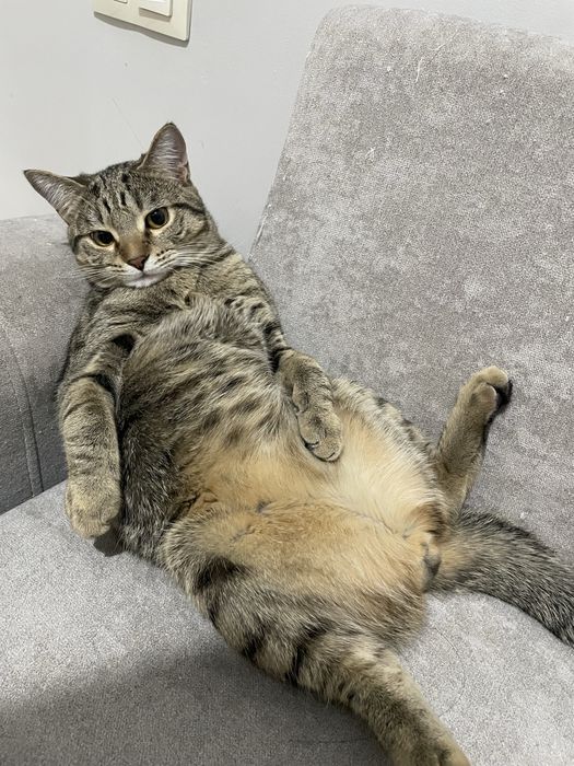 Отдам в добрые руки кота