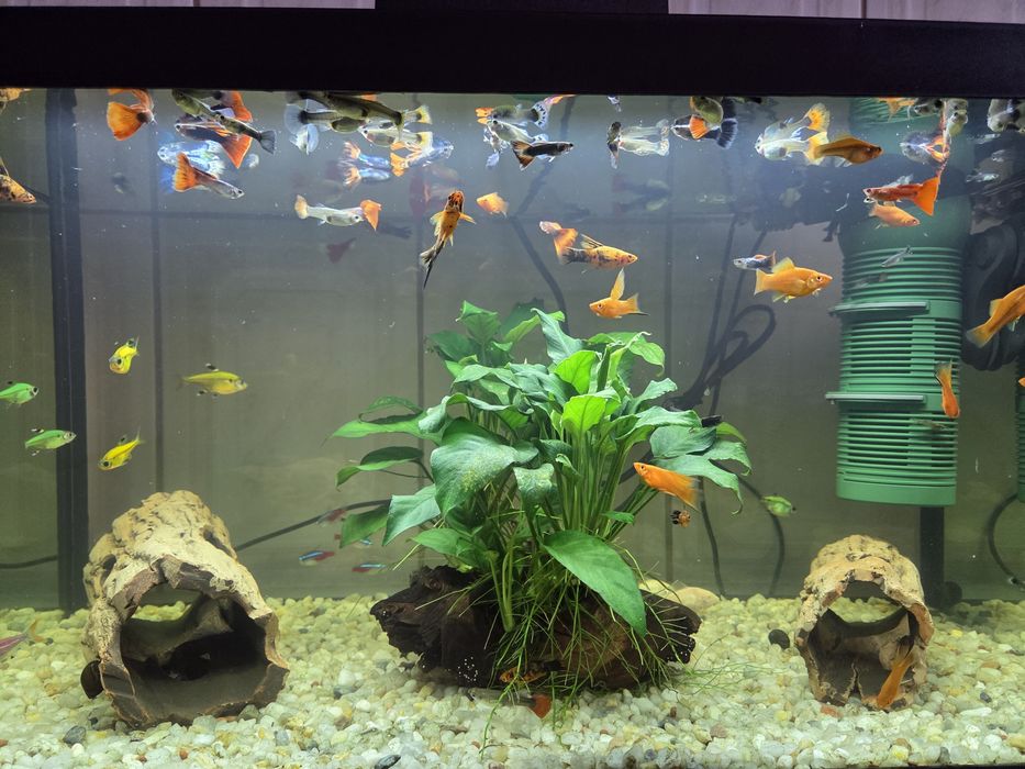 Pesti de acvariu (Xipho si guppy)