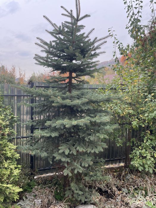 Туи брабант, туи смарагд продам дешево