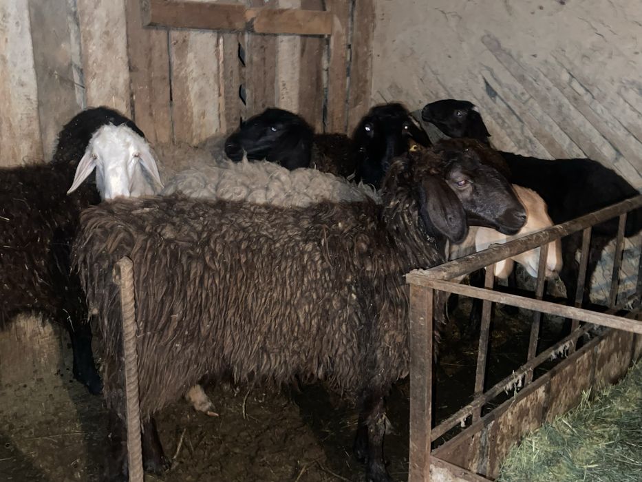 Семіз койлар токты.