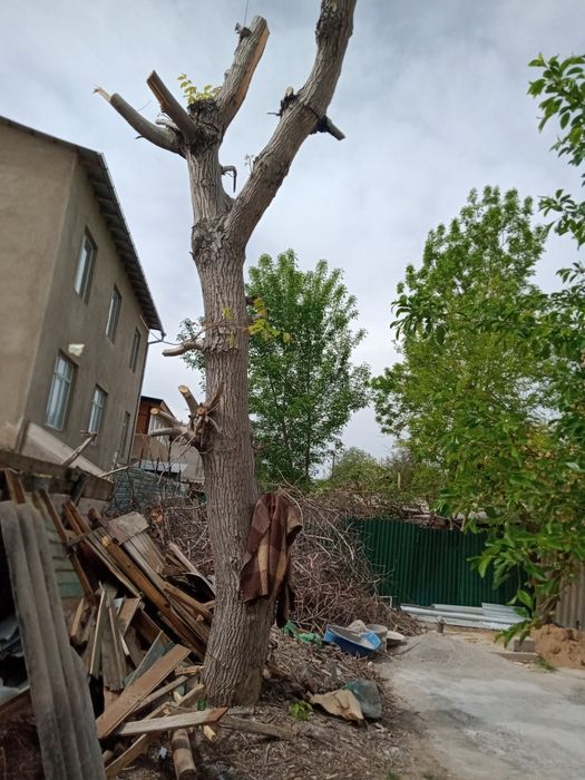 Продаю 2 ствола дерева